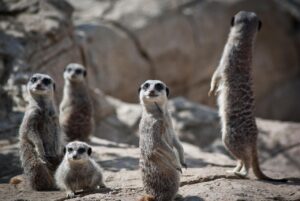 入荷再販のアラートを設定する方法は？