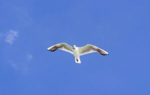 ポケカの高騰が気になる方必見！買い時はいつ？