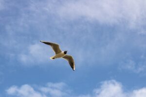 ポケカの高騰に関する最新のまとめは？