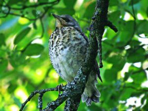 ポケカの再販はいつあるのか気になる方へ答えますか？